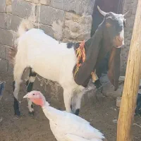 بزغاله ماده پاکستانی پتیری بز|حیوانات مزرعه|کاشمر, |دیوار