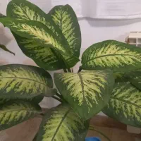 گل دیفین باخیا در انواع متفاوت