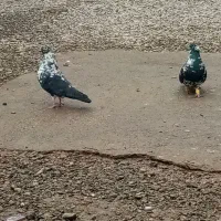 کبوترنرماده سوسکی