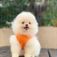 سگ ریزه میزه تیکاپ