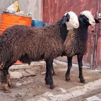 بره قوچ ناب شالی|حیوانات مزرعه|دوتپه, |دیوار