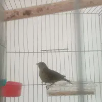 قناری نر|پرنده|رفسنجان, |دیوار