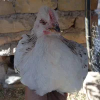 مرغ.خروس.جوجه