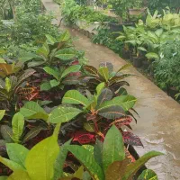 نیروی خانوم برای کار در گلخونه|استخدام خدمات فروشگاه و رستوران|نجف‌آباد, طالقانی|دیوار