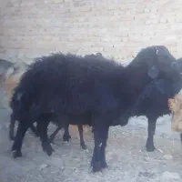 قوچ قرقزل|حیوانات مزرعه|طاغنکوه, |دیوار