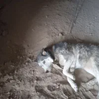 سگ هاسکی|سگ|سمنان, |دیوار