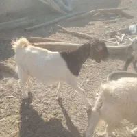 بزوگوسفند|حیوانات مزرعه|زهک, |دیوار