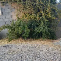 نگهبان باغ جاده سنندج