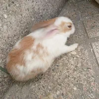 خرگوش ماده