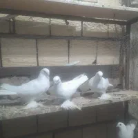 یک جفت قسا دیمدی