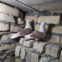 ی جفت نرو ماده پشدار قرمز