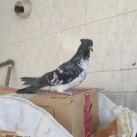 غریبگیری بهشتی