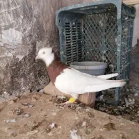 طوقی|پرنده|اسفراین, |دیوار