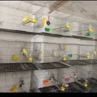 قناری رسمی بلند و معمولی