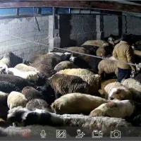 160راس بره نر