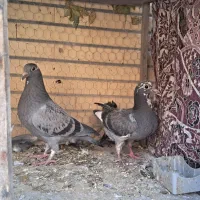 جوجه پلاکی درجه یک