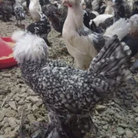 نیمچه مرغ وخروس گلپایگانی