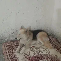 سگ ژرمن|سگ|قزوین, |دیوار