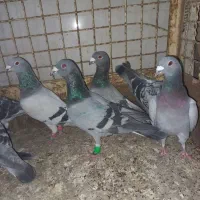 ادرس الوند|پرنده|الوند, |دیوار