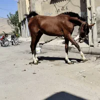 کره اسب نریون