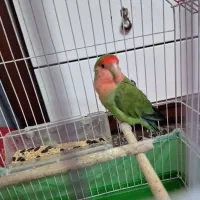 طوطی برزیلی|پرنده|علیآباد کتول, |دیوار