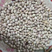 لوبیا چیتی|خوردنی و آشامیدنی|شیراز, باغشهر اهل بیت|دیوار