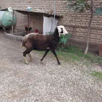 یک راس شیشک داشتی