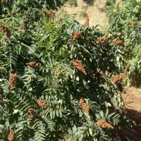 نهال سماق سردشت