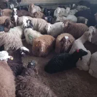 همه وزن ارسال گوسفند باخدمات رایگان درتهران