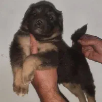 توله ژرمن شولاین ماده هست|سگ|تهران, جوادیه|دیوار