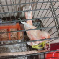 قناری ماده اصل قیمت1900|پرنده|نهبندان, |دیوار