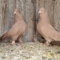 زرد هل پاپر|حیوانات|شیراز, شهرک استقلال|دیوار