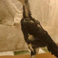 جوجه اوشامو|حیوانات مزرعه|صباشهر, |دیوار