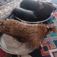 دو عدد خیگ روغنی که قبلا از آنها استفاده نشده است|ظروف نگهدارنده، پلاستیکی، یک‌بارمصرف|نجف‌آباد, یزدانشهر|دیوار