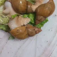 حلزون وخاویار و خاک کوکوپیت