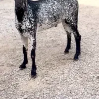 صلال خال خالی|حیوانات مزرعه|سمیرم, |دیوار