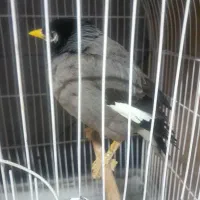 مرغ مینا|پرنده|مشهد, آیت الله کاشانی|دیوار