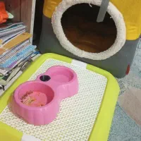 سگ چهار ماهه نر تازه واکسیناسیون شده سالم سلامت|سگ|پاکدشت, حصار امیر|دیوار