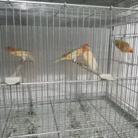 قناری نروماده موزاییکی|پرنده|اصفهان, فیزادان|دیوار