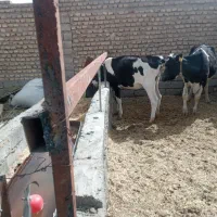 گوساله برای عید قربان