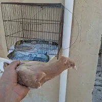 قارا زرد