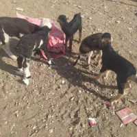 کهره شیری تازه