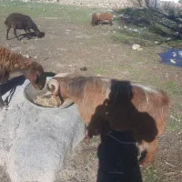 بز نر برای قصابی|حیوانات مزرعه|اردبیل, |دیوار