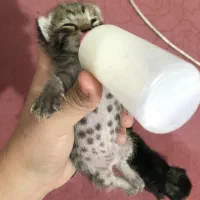 گربه|گربه|عسگران, |دیوار