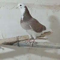 سه عددکبوترعالی