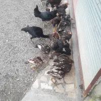 فروش جوجه لاری