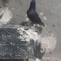 کبوتر.دم سفید. ماده اشعل