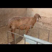 یک راس میش جوان