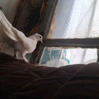 دم چتری|پرنده|مشهد, بلال|دیوار