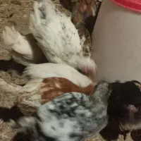 سلام غاز دورگه اردک یه عدد 400 خروس دورگه سرحال|حیوانات مزرعه|چگنی, |دیوار